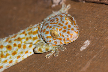 the gecko on roof