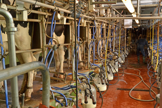 sala industrial para orde&ntilde;ar vacas, producir leche.