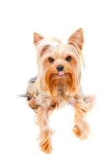 Portrait of a funny Yorkshire terrier isolated on white background