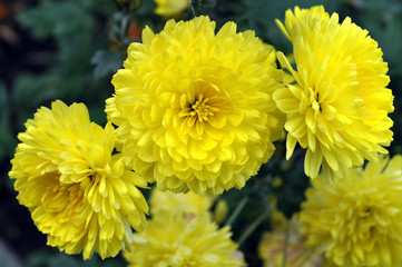 yellow  chrysanthemum