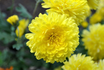 yellow  chrysanthemum