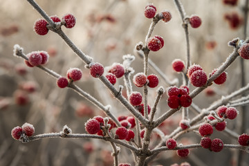 Fototapeta na wymiar Frozen Berries