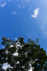 White cloud in the blue sky, view from bottom up