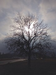 Arbol sin hojas en un dia nublado
