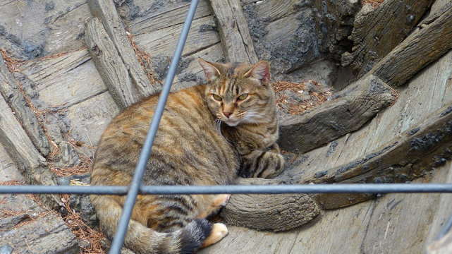 Le flegme dans la chaloupe