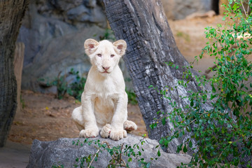 Cute baby white lion on the rock