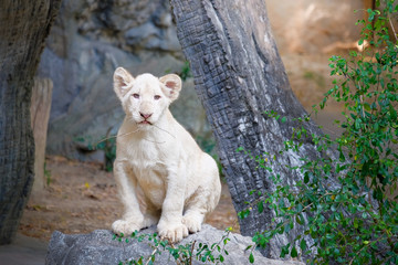 Cute baby white lion on the rock