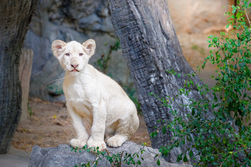 Cute baby white lion on the rock