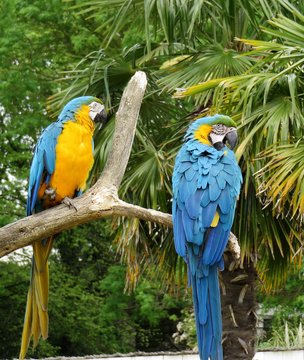 perroquets