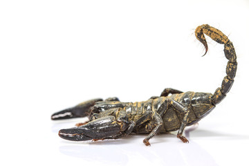 Scorpion ( Pandinus imperator) on white background