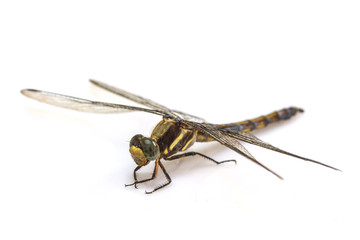 dragonfly macro isolated on white background