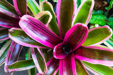 colorful Bromeliad plants