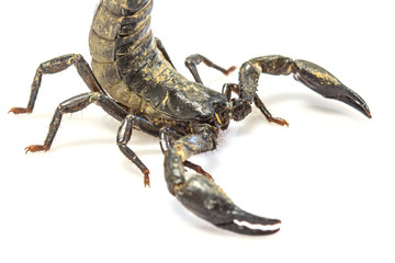 Scorpion ( Pandinus imperator) on white background