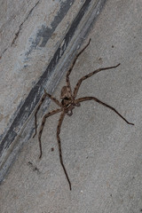 big spider on the wall