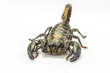 Scorpion ( Pandinus imperator) on white background