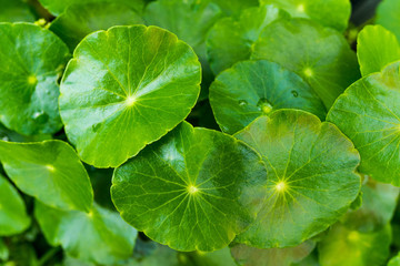 natural fresh Water Pennywort or Centella asiatica leaf