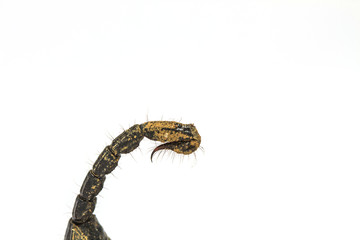 Scorpion ( Pandinus imperator) on white background