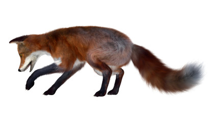 Red Fox on White