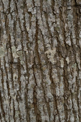 Tree bark Texture Background Pattern