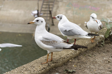 Three seagulls rest on a riverbank in an urban area