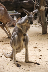 kangaroo standing and looking something