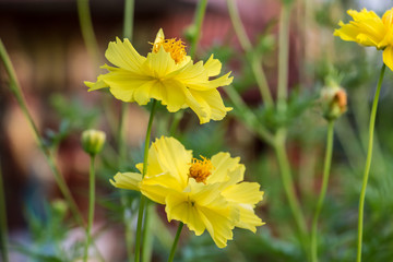 Cosmos flower (Cosmos Bipinnatus) with blurred background