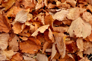 Obraz premium Herbstlaub