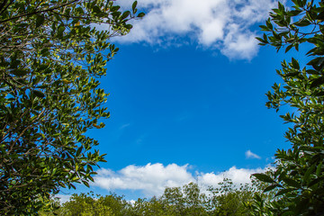 Fototapeta premium Green tree leaf under blue sky and clouds