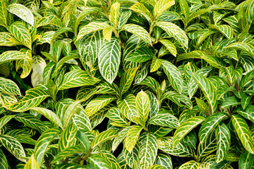 Sanchezia speciosa Leonard leaf, yellow and green leaf backgroun