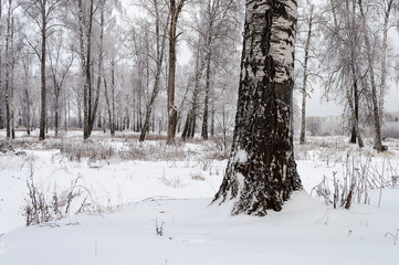 Birchwood on an overcast winter day