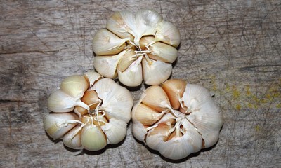 garlic