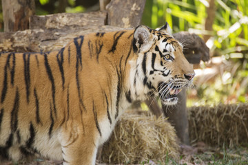 Closed up Bengal tiger