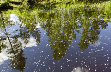 Spiegelung von Bäumen im Wasser