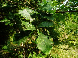 Obraz premium oak tree leaves in the spring 