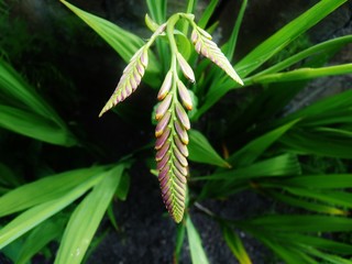 orange wildflowers british spring montbretia