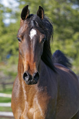 Bay Arabian mare cantering, close-up