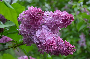 Beautiful purple lilac flowers in the garden 