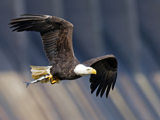 Bald Eagle in Flight with Large Fish