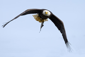 Bald Eagle in Flight with Large Fish