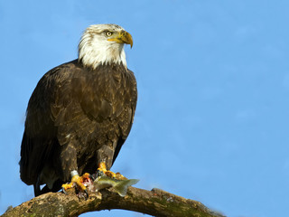 Bald Eagle Sitting in a Tree.with Fish