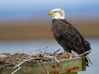 Bald Eagle Sitting in a Nest.
