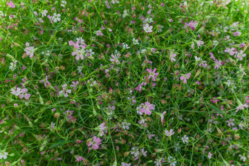 Gypsophila flower