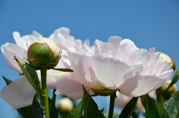 Beautiful white peonies in the sky 