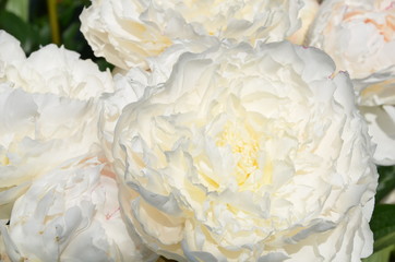 Blooming white peony flowers in the garden 