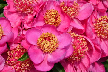 Many pink beautiful pink flowers 
