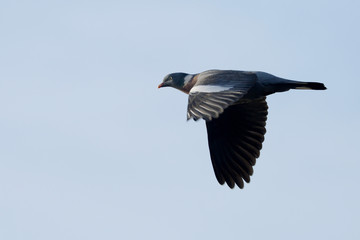 Common Wood Pigeon, Wood Pigeon, Columba palumbus
