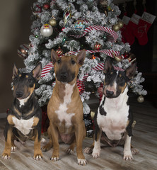Group of three Bull Terriers in front of the Christmas Tree