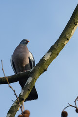 Common Wood Pigeon, Wood Pigeon, Columba palumbus
