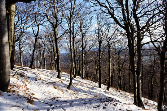 Fototapeta Winter forest