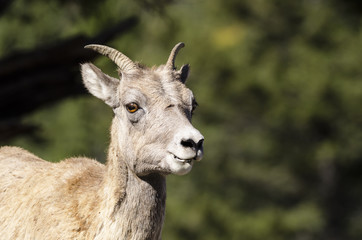 Bighorn sheep - Yellowstone National Park - Wyoming - USA